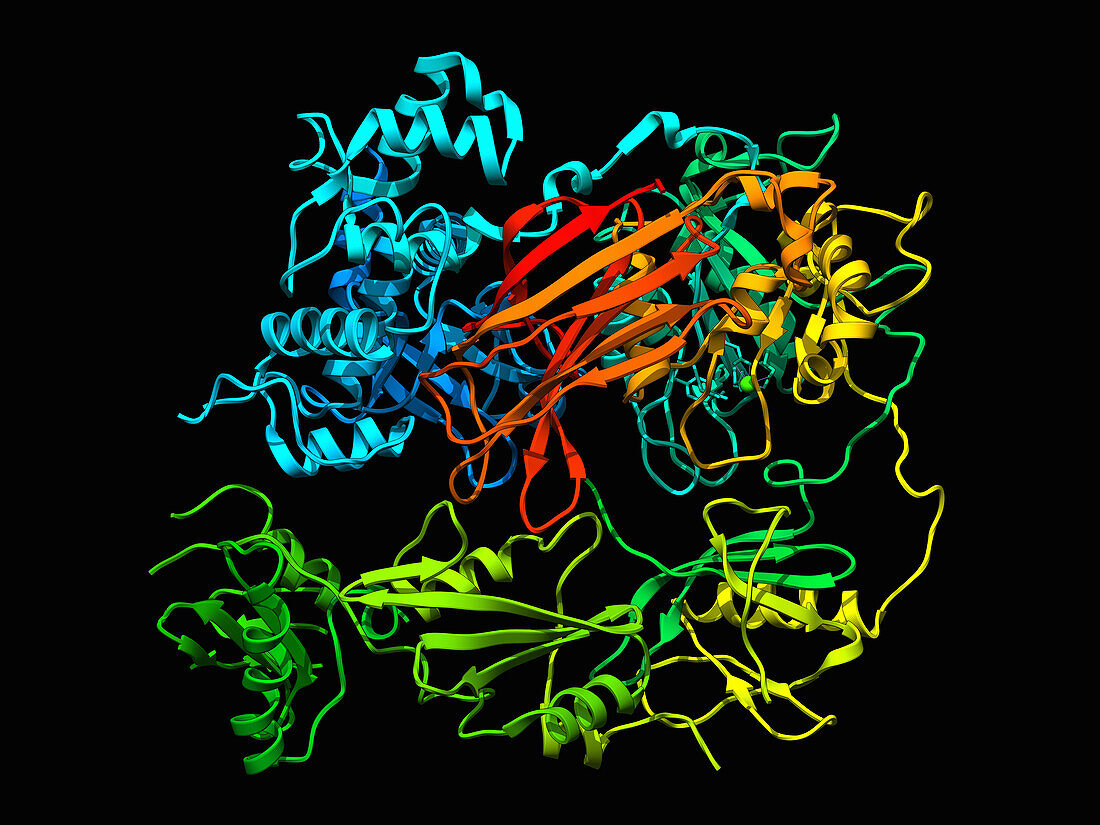 Phospholipase C gamma 1, illustration