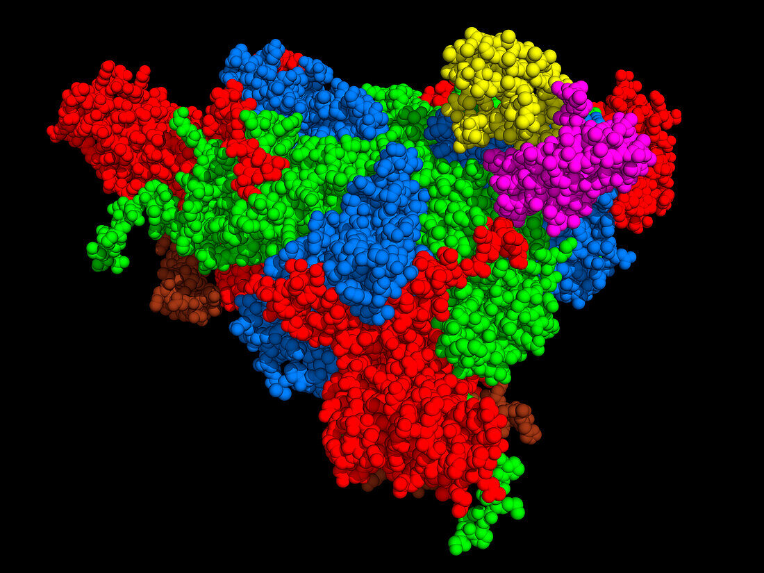 Coxsackievirus capsid subdomain complex, illustration