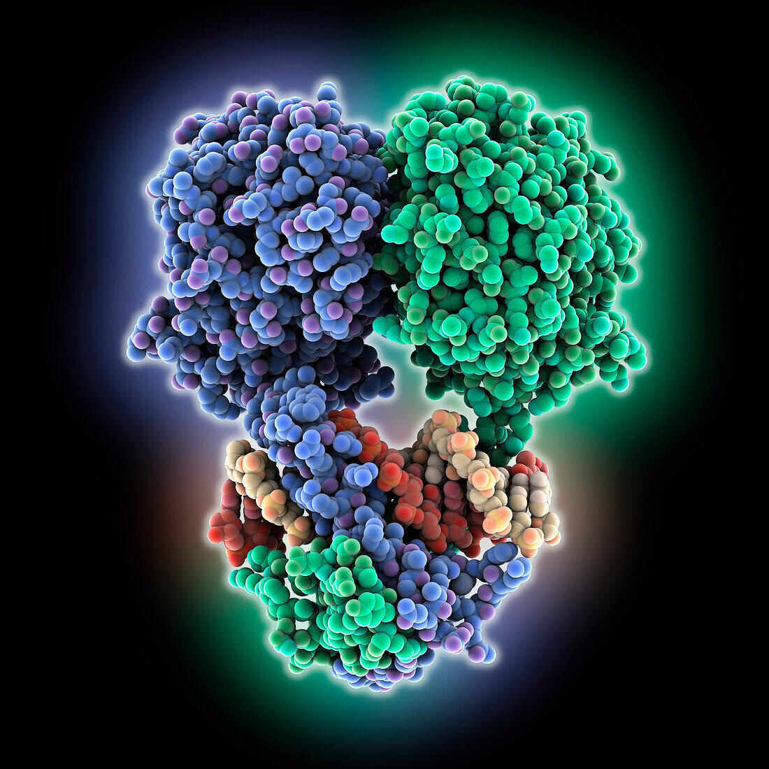 Transcription factor BIL1/BZR1 complex, illustration