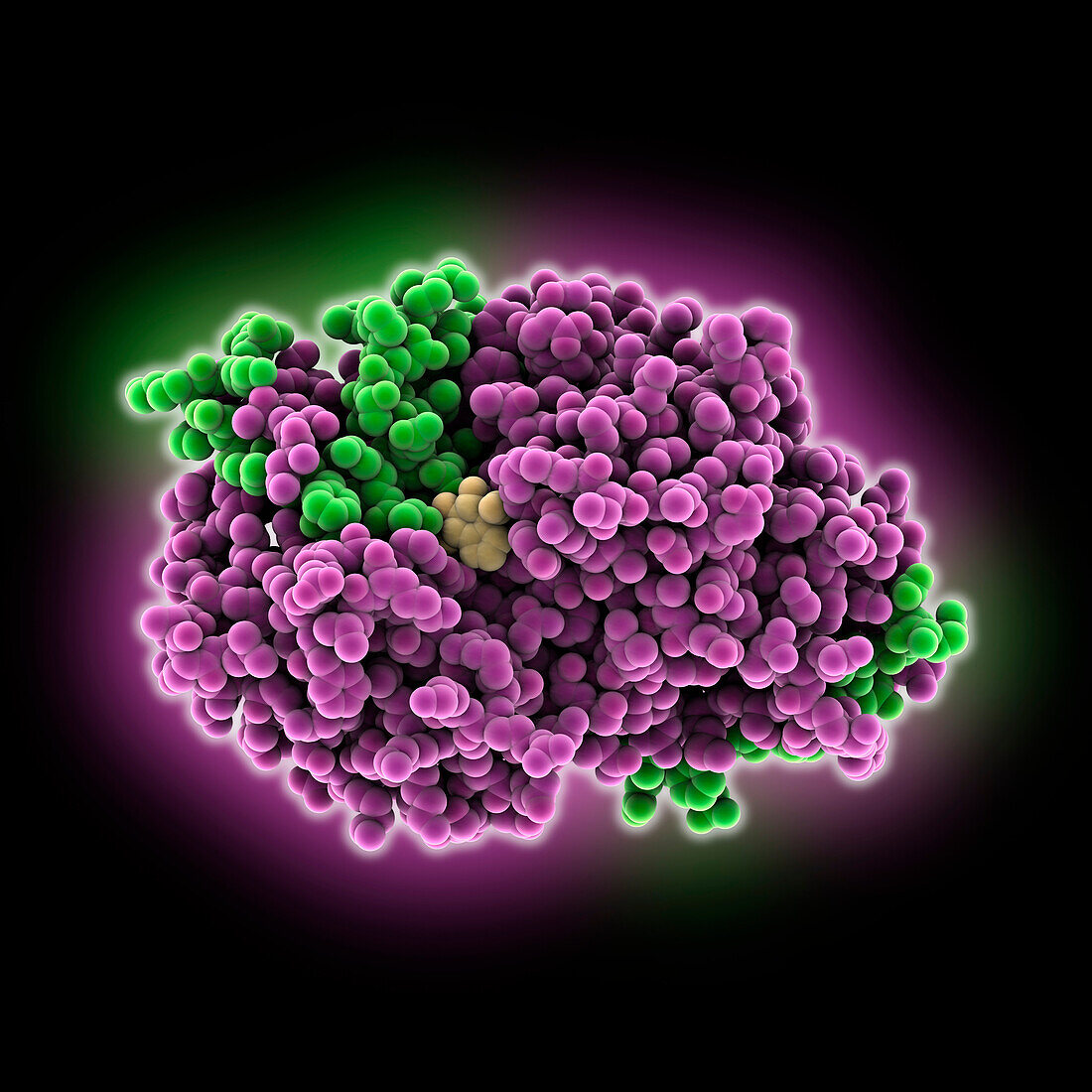 Human HPSE1 complexed with inhibitor, illustration