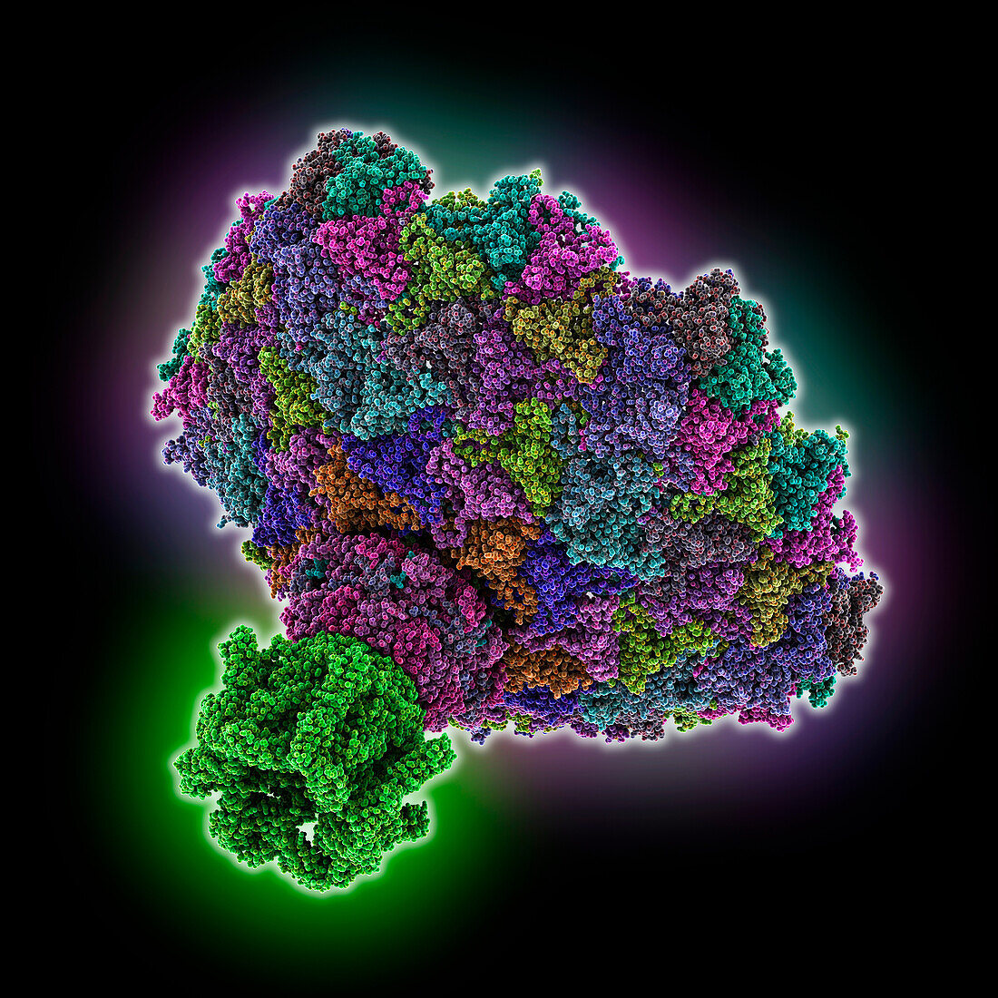 Bacteriophage SU10 tail and bottom part, illustration