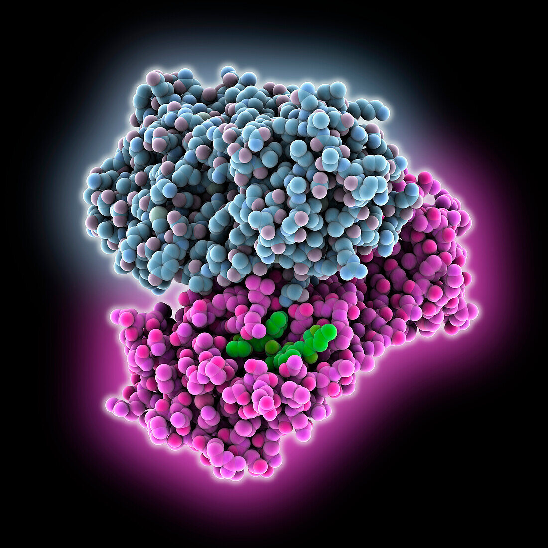 SARS-CoV-2 main protease complex, illustration