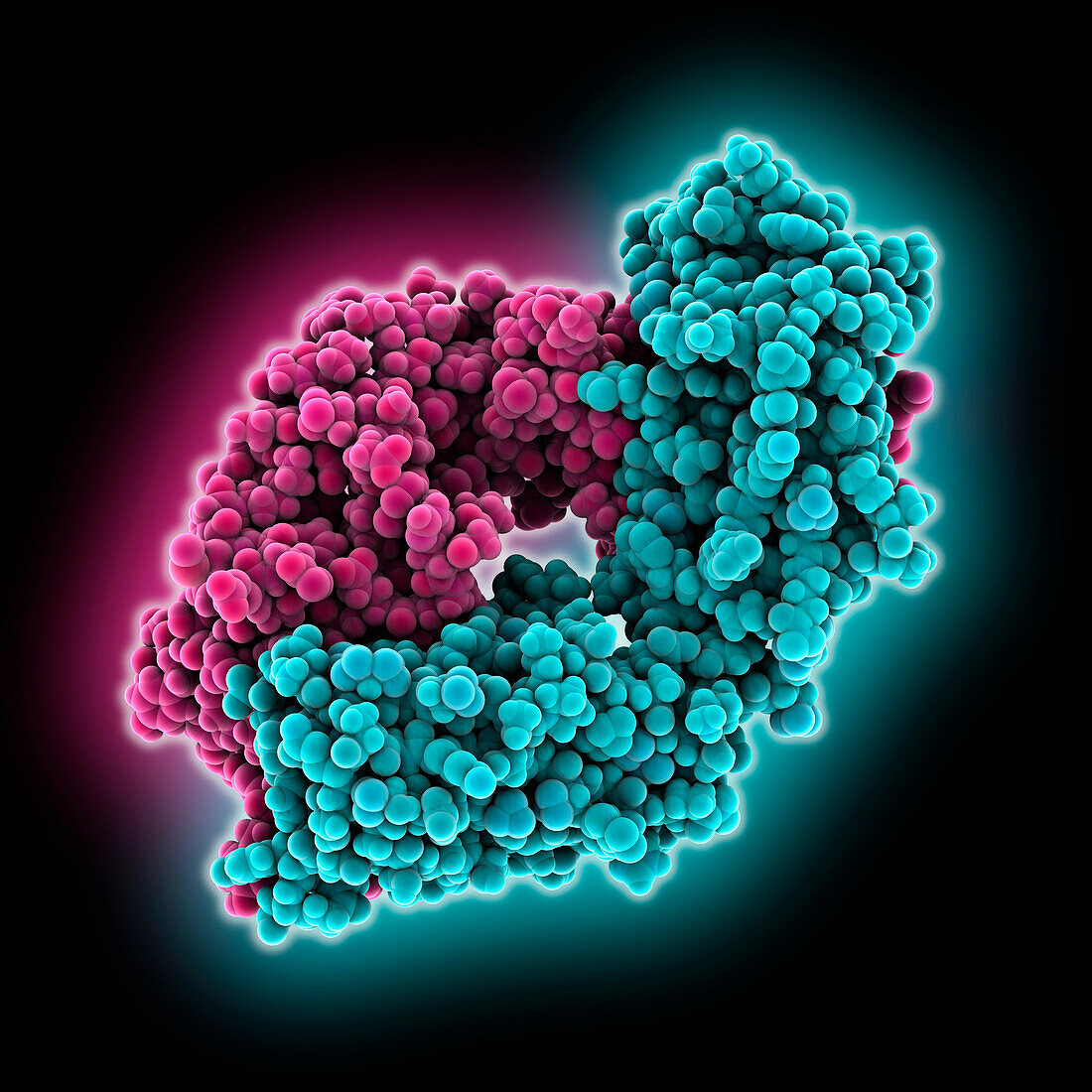 Anti-HIV antibody CG10, illustration