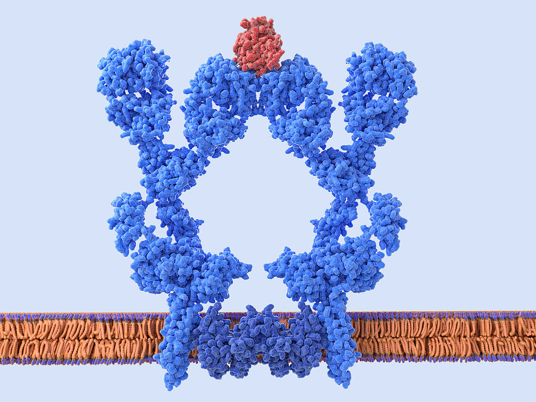 B cell receptor dimer, illustration