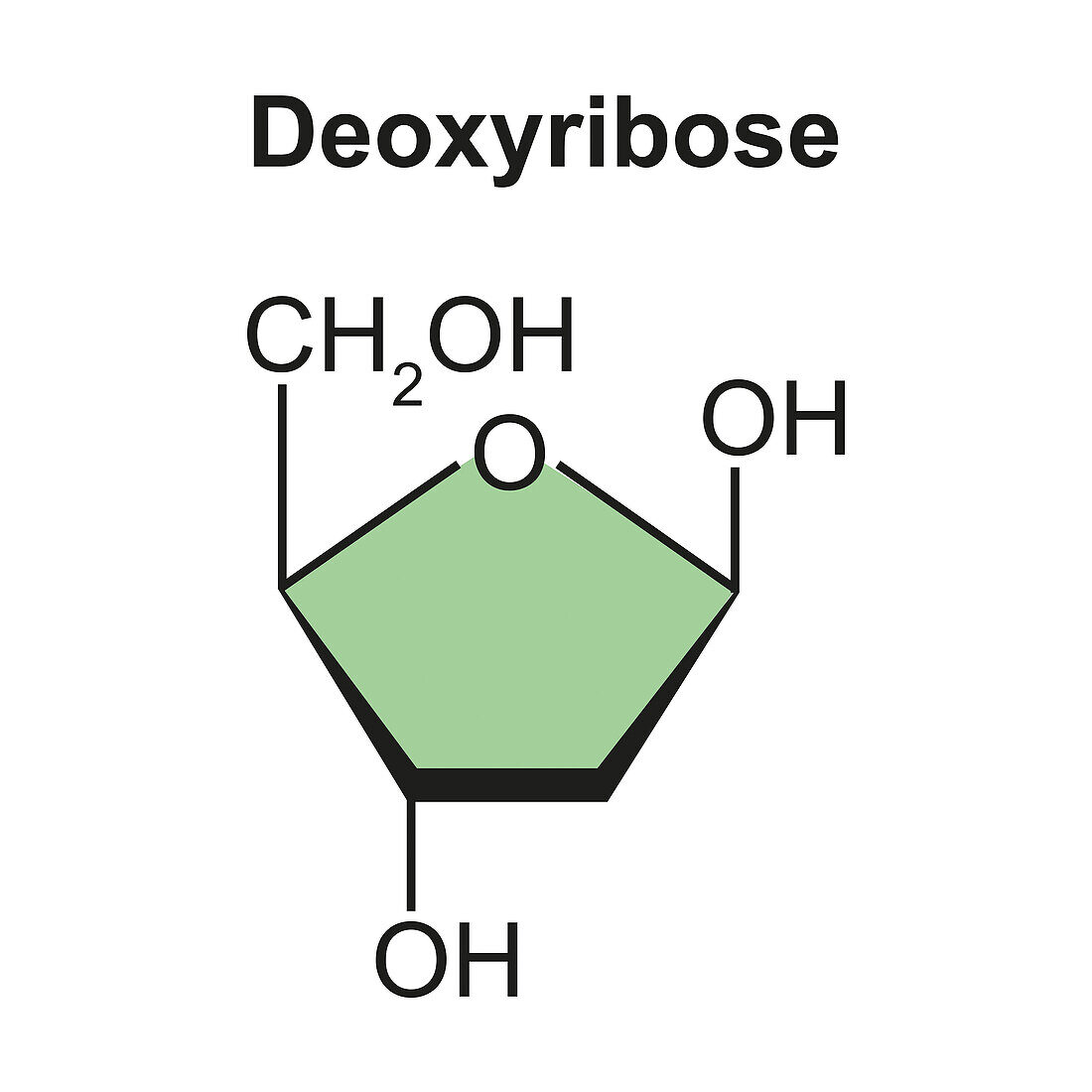Deoxyribose sugar molecule, illustration