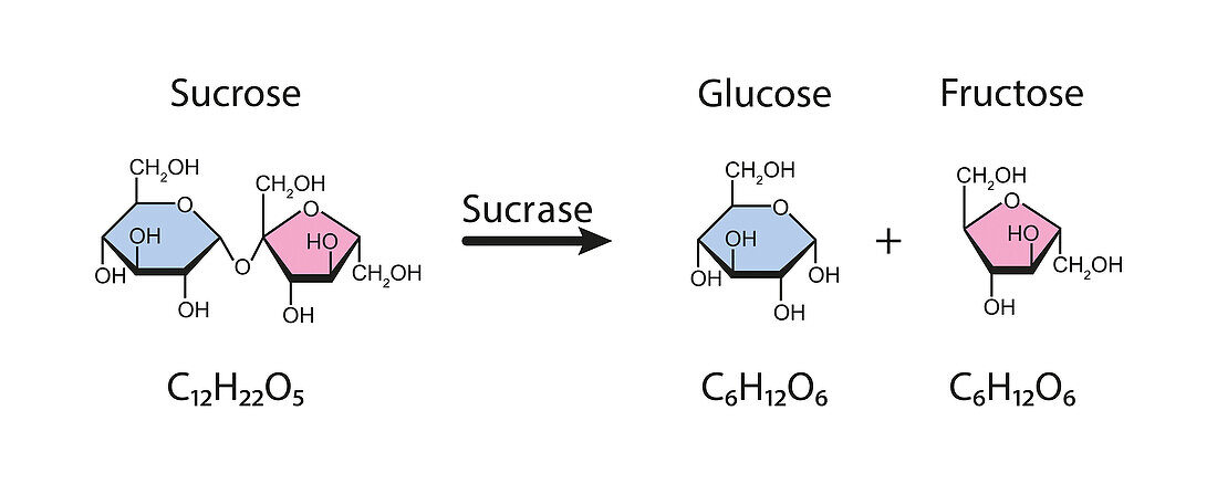 Sucrase enzyme, illustration