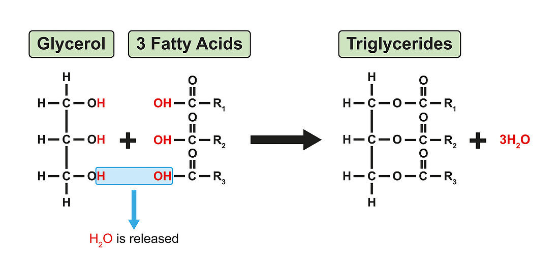 Triglycerides formation, illustration