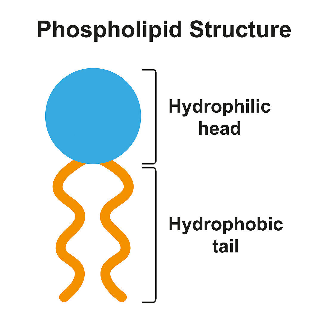 Phospholipid molecule structure, illustration