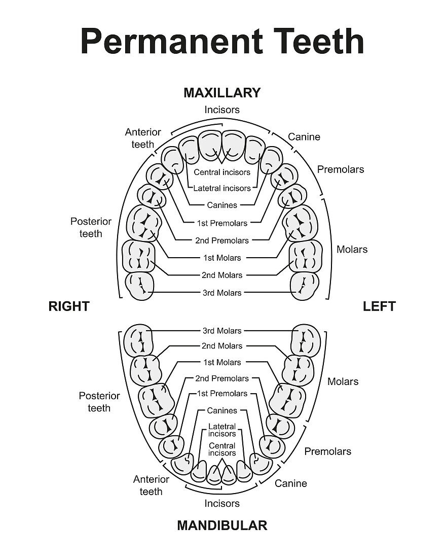 Human permanent teeth, illustration