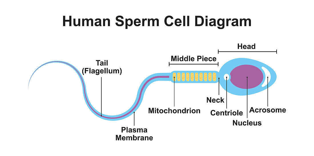 Human sperm cell diagram, illustration