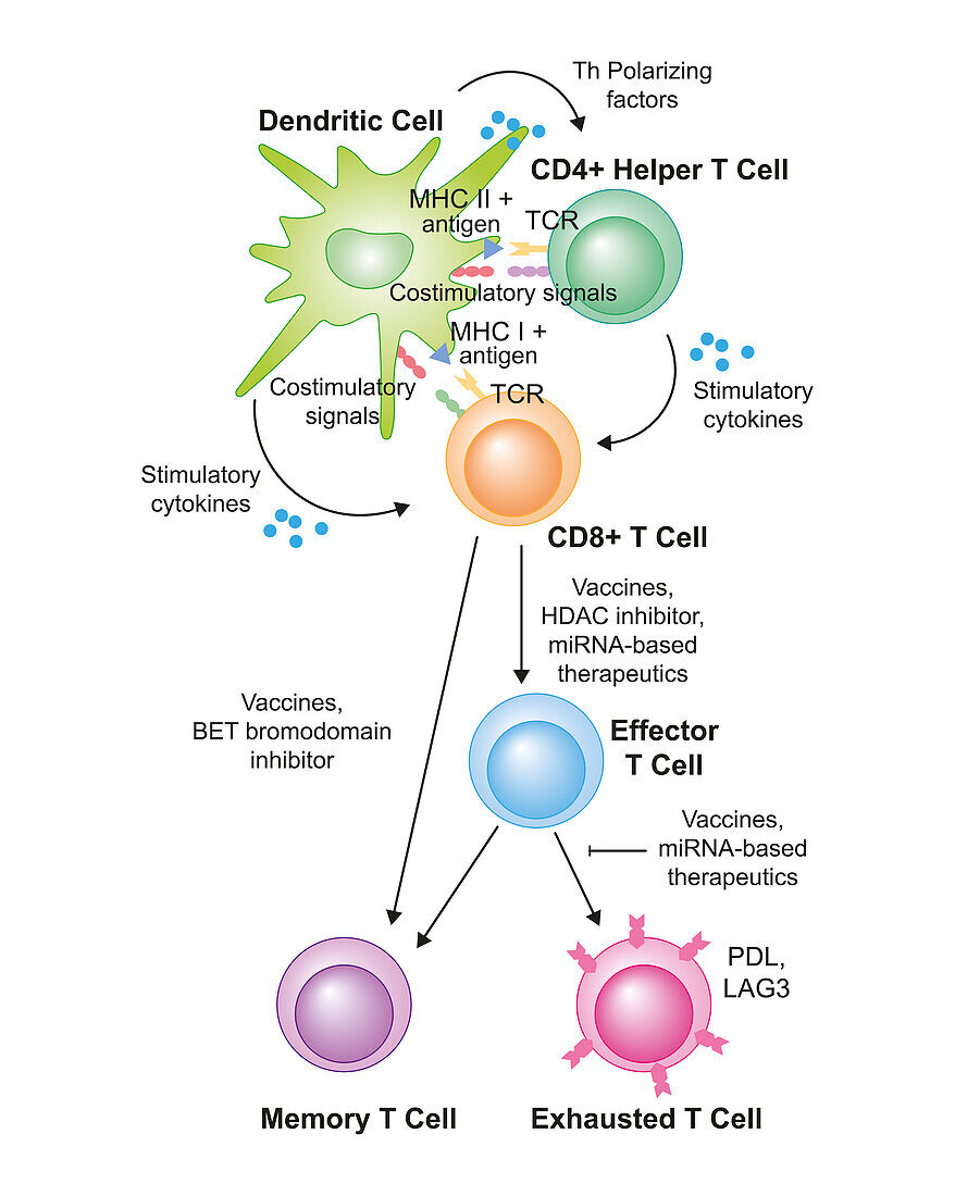 T cell activation, illustration