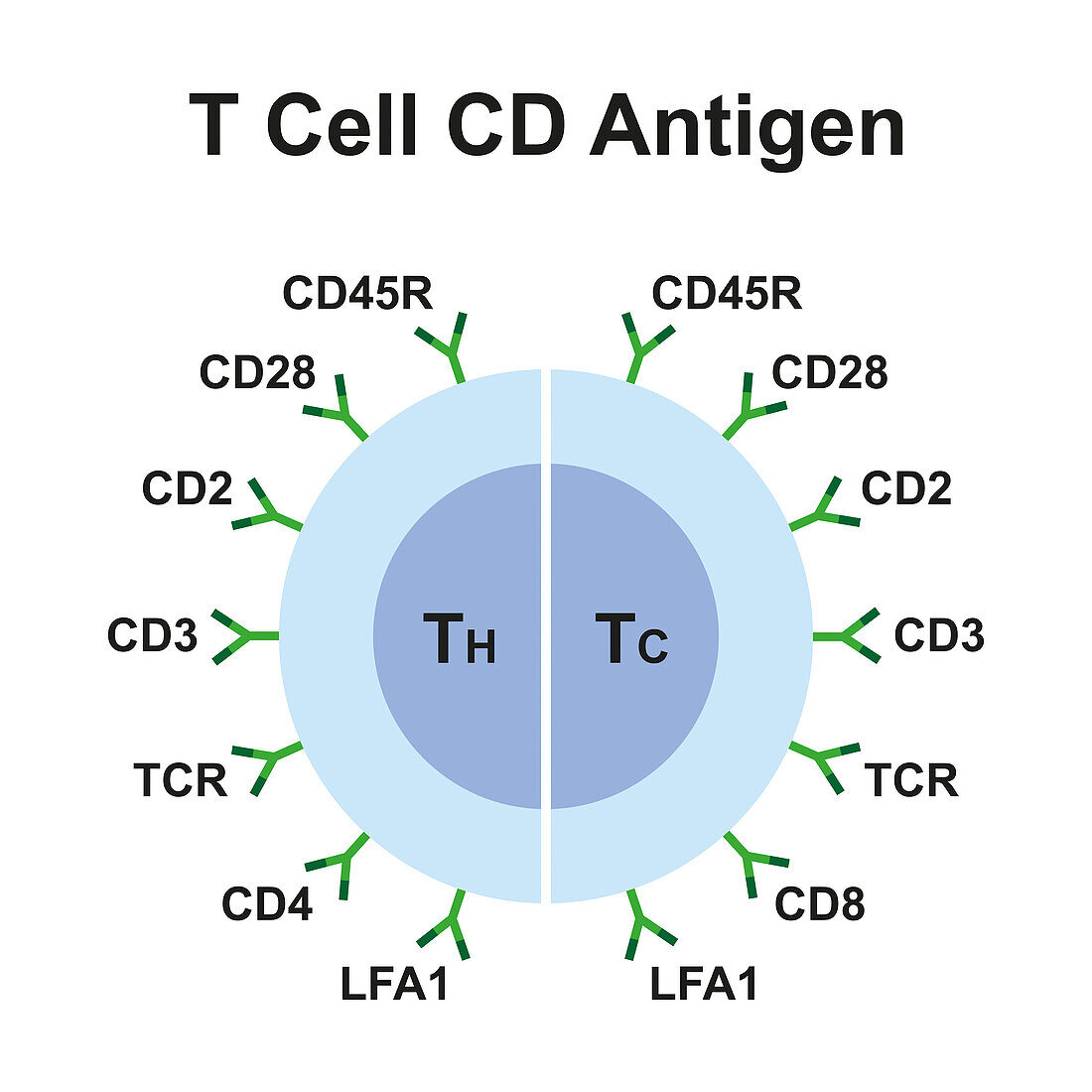 T cell CD antigens, illustration