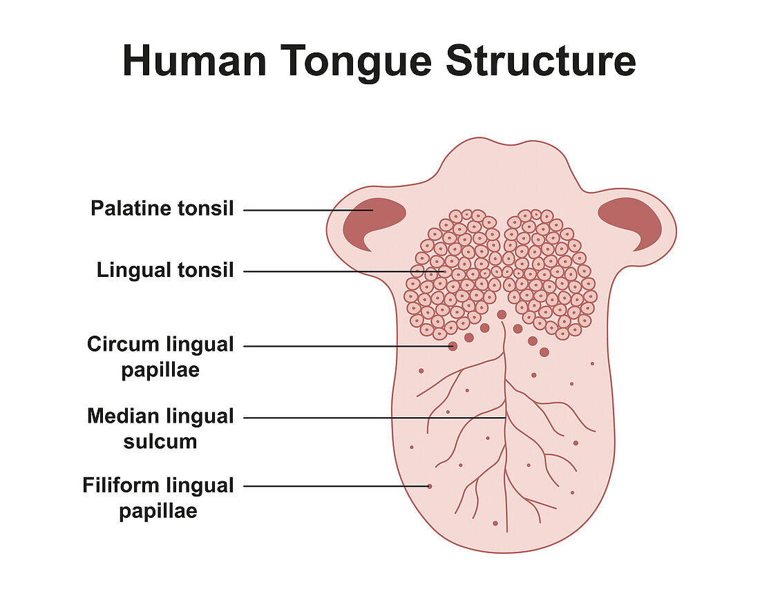 Human tongue anatomy, illustration