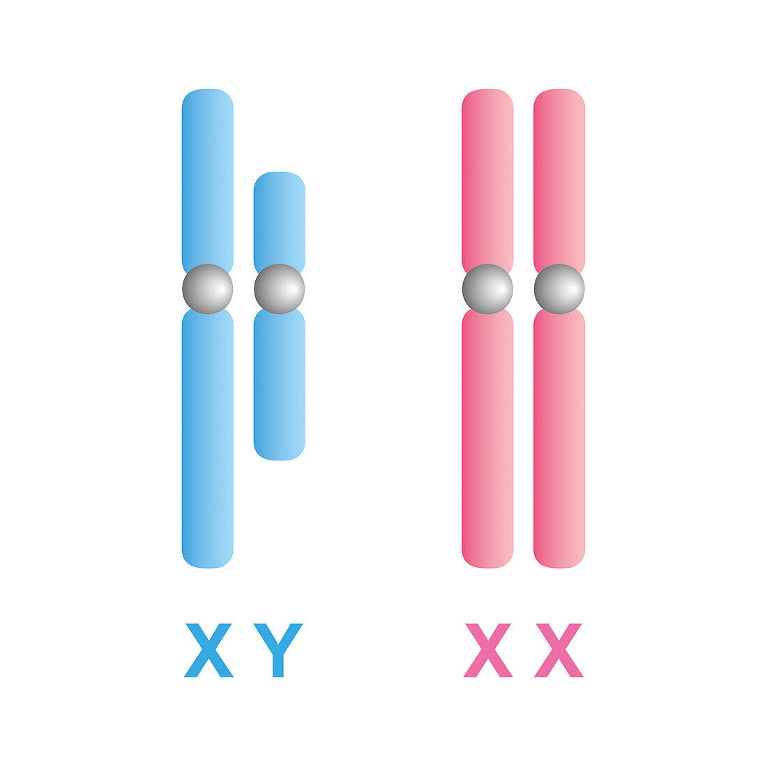 Human sex chromosomes, illustration