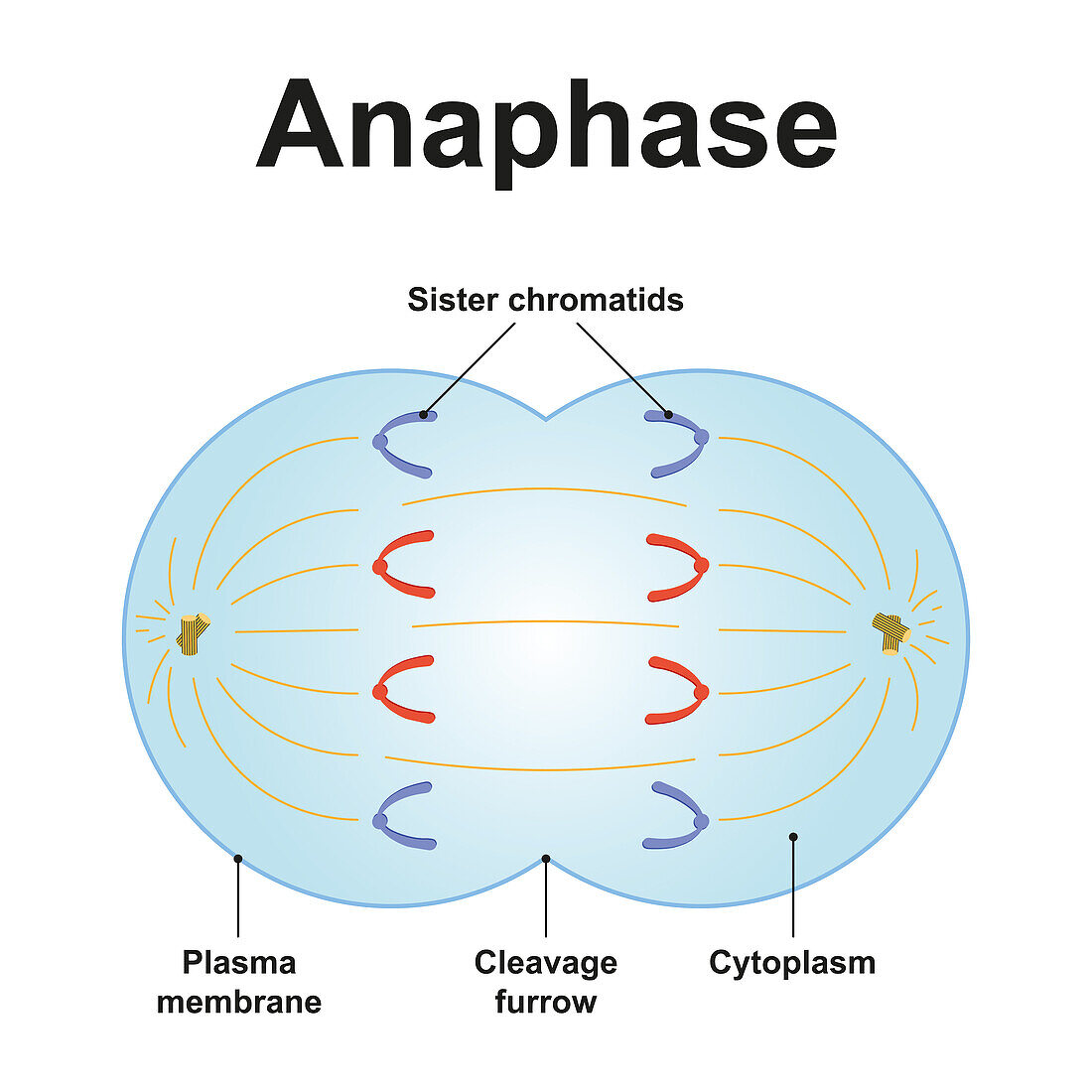 Anaphase, illustration