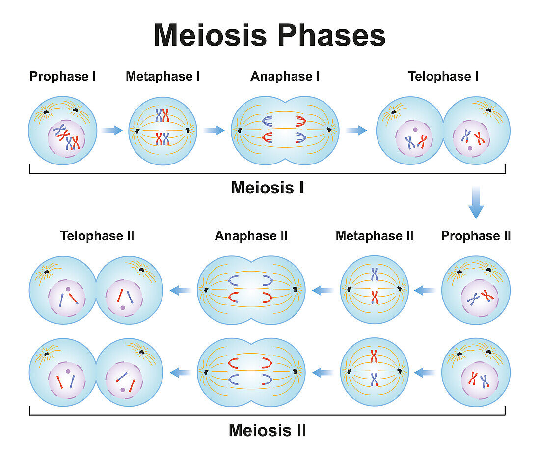 Meiosis phases, illustration