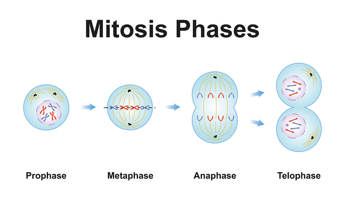 Mitosis phases, illustration