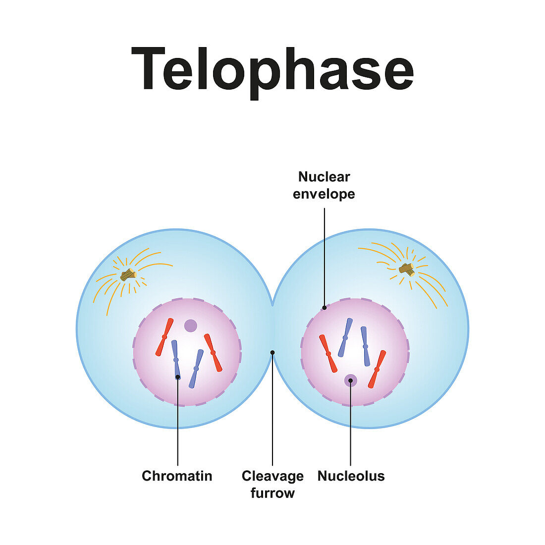 Telophase, illustration
