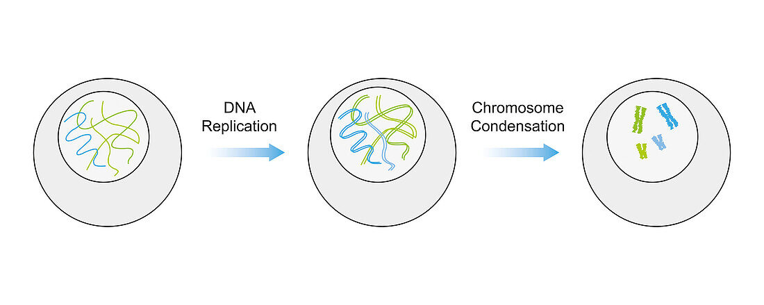 DNA replication and condensation, illustration