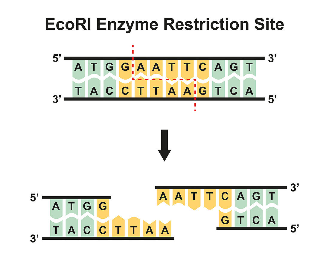 EcoRI enzyme restriction site, illustration