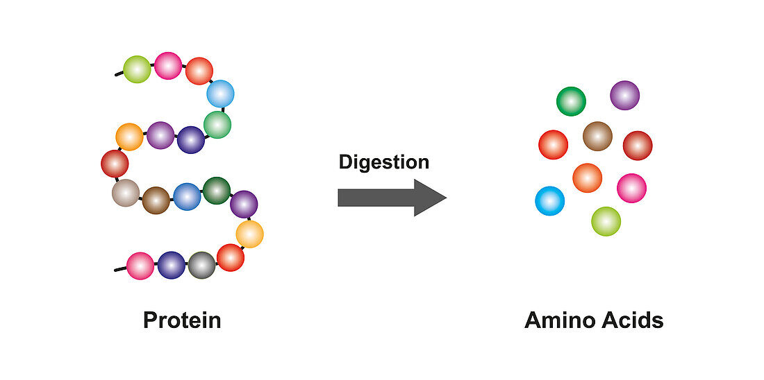 Protein digestion, illustration