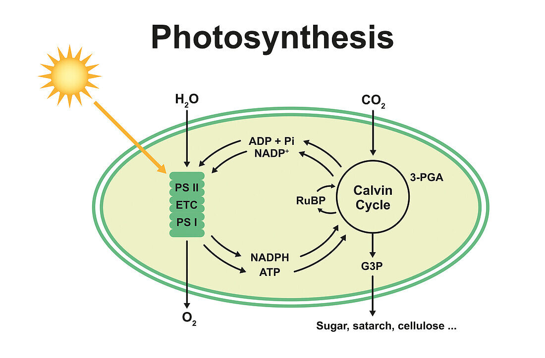 Photosynthesis, illustration
