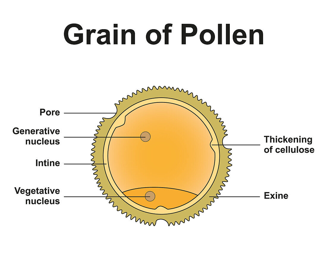 Pollen grain structure, illustration