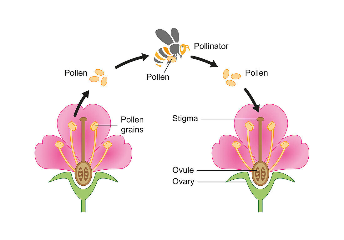 Insect pollination, illustration