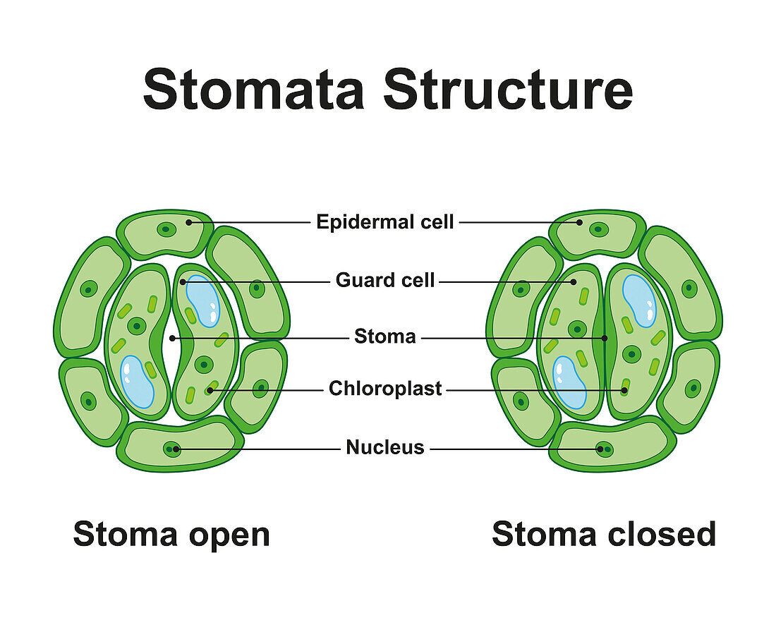 Stomata structure, illustration