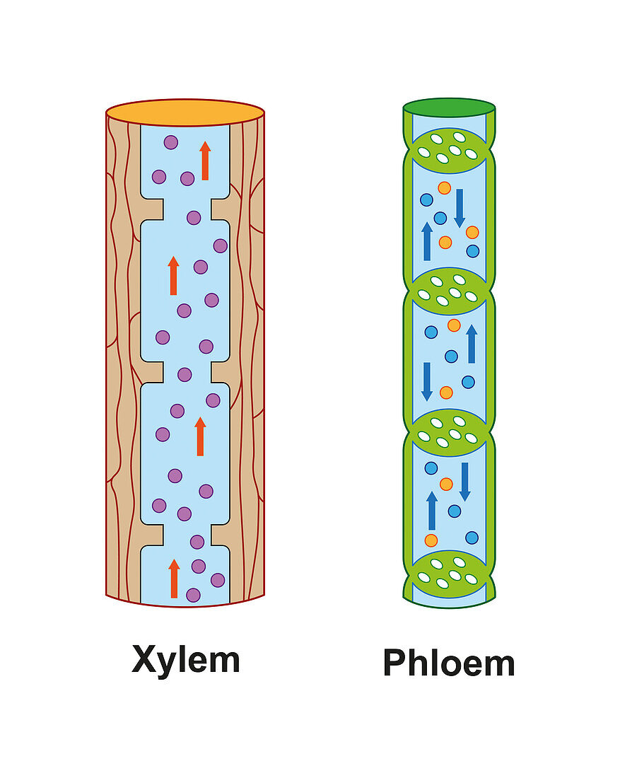 Xylem and phloem, illustration