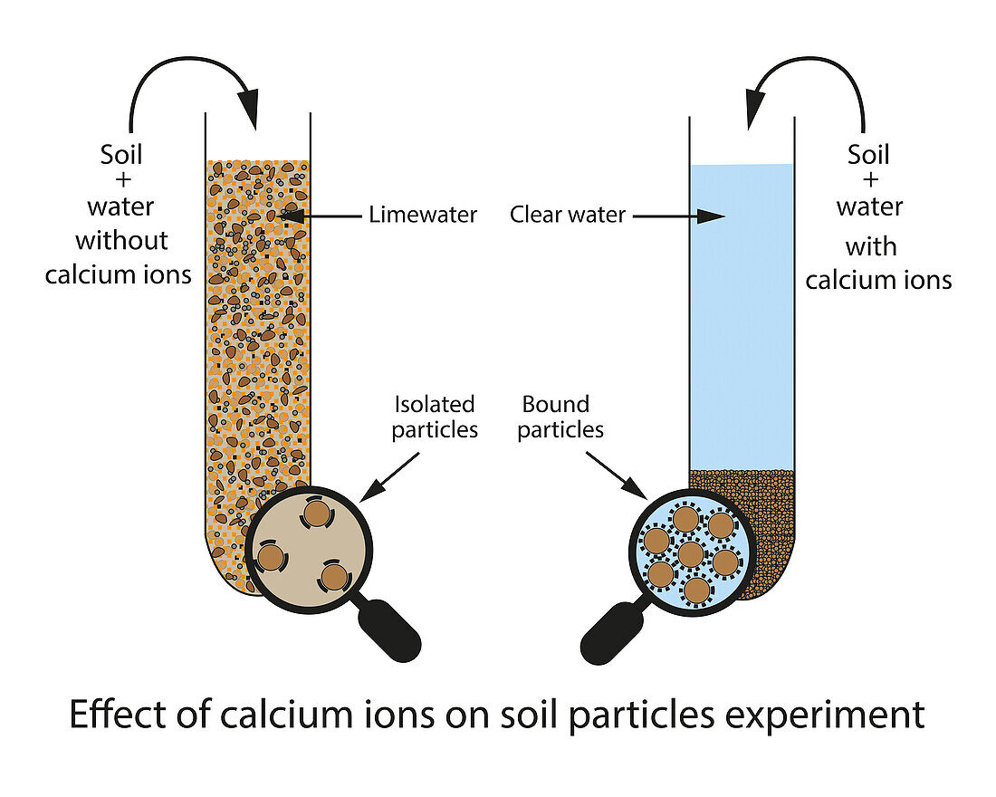Effect of calcium ions on soil particles, illustration