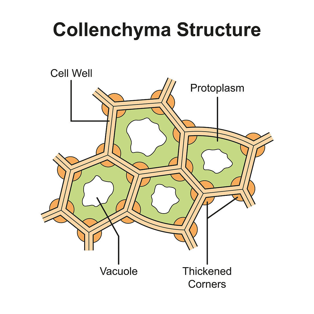 Collenchyma structure, illustration