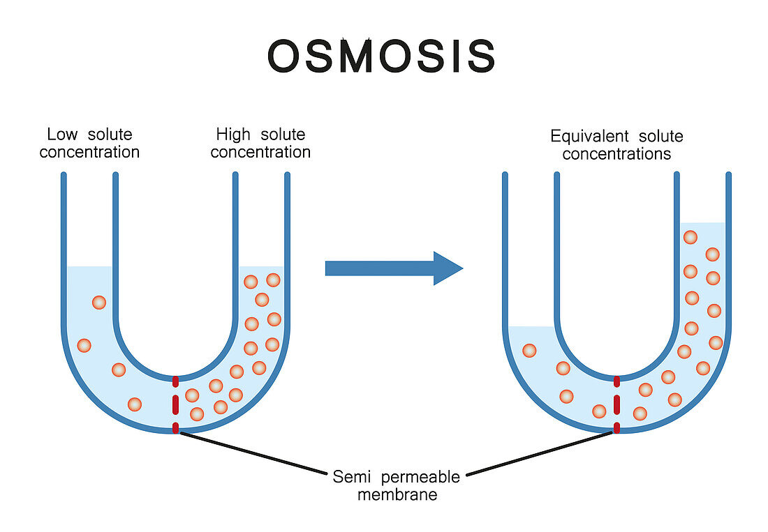 Osmosis, illustration
