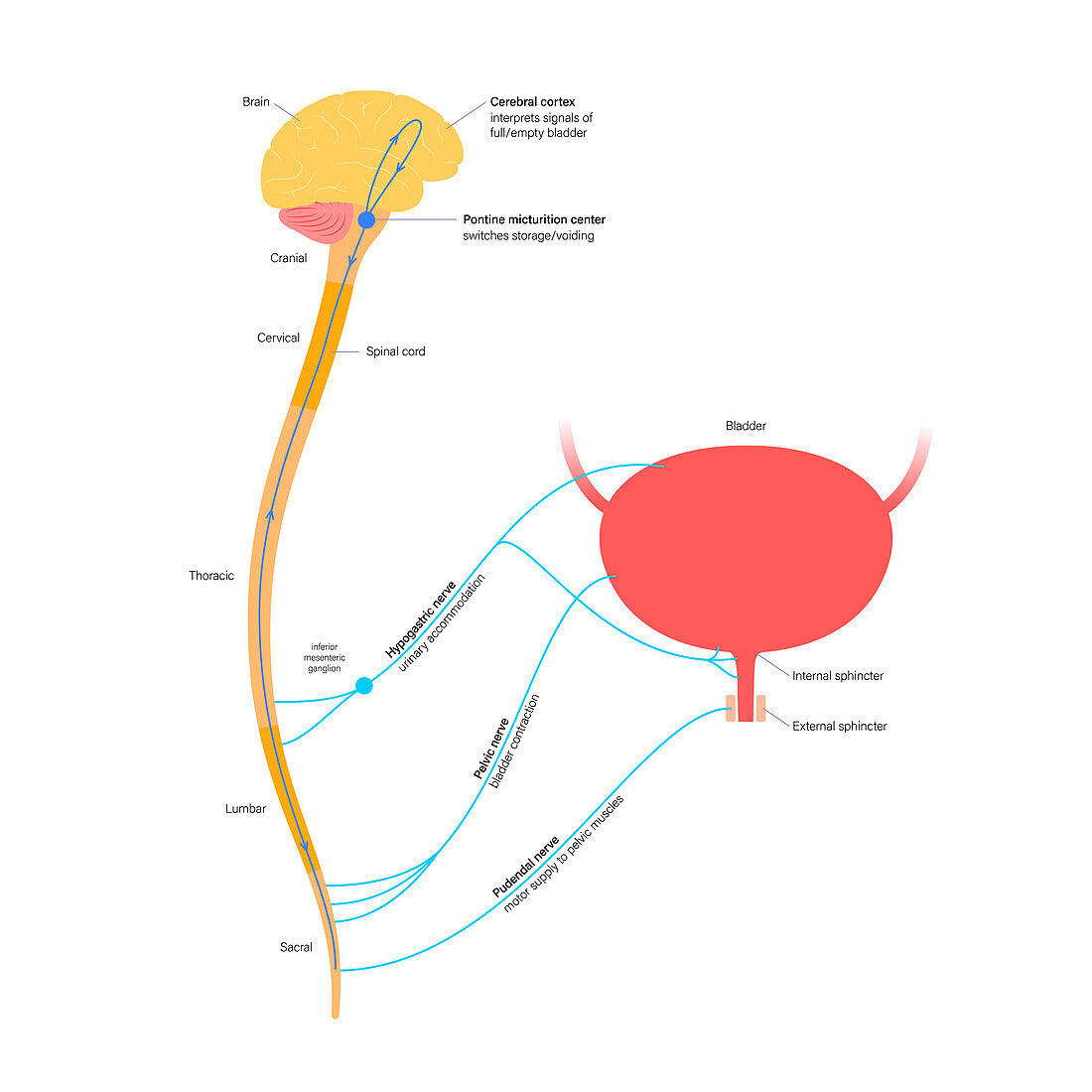 Micturition neural control, illustration