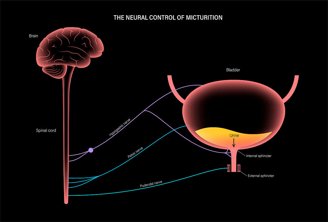 Micturition neural control, illustration