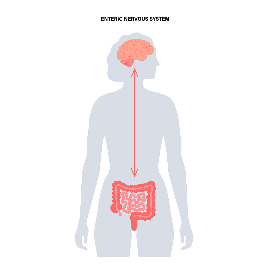 Gut brain connection, illustration