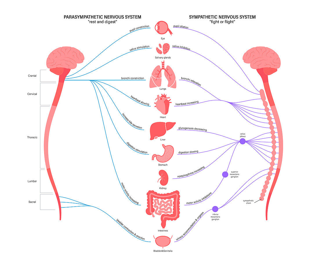 Autonomic nervous system, illustration