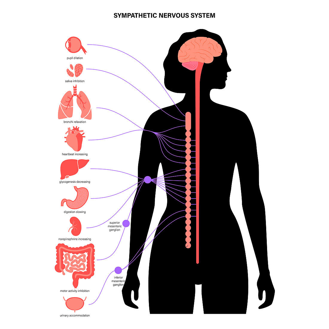 Sympathetic nervous system, illustration