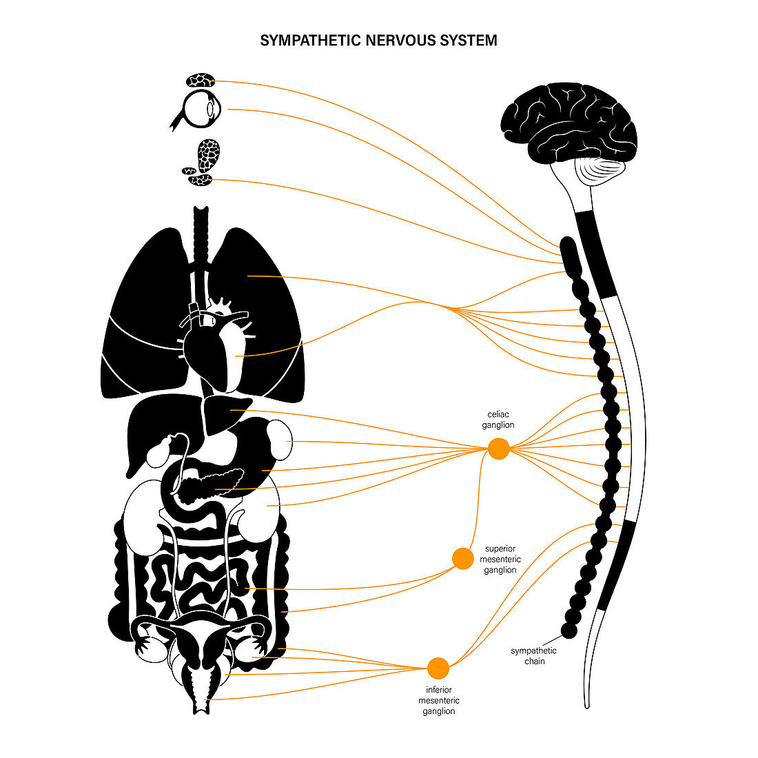 Sympathetic nervous system, illustration