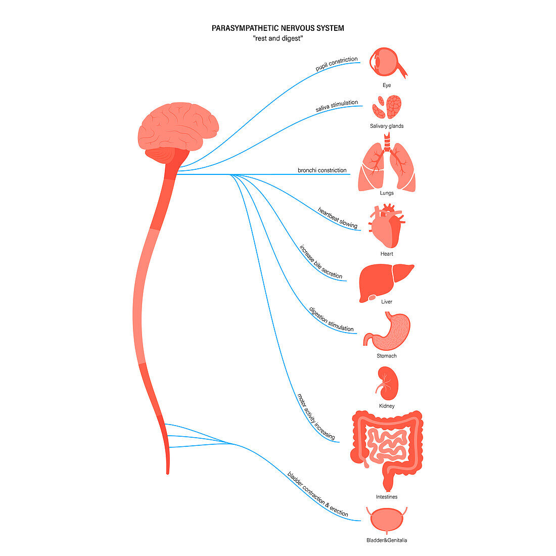Parasympathetic nervous system, illustration