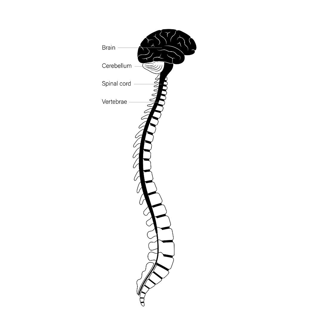 Spinal cord anatomy, illustration