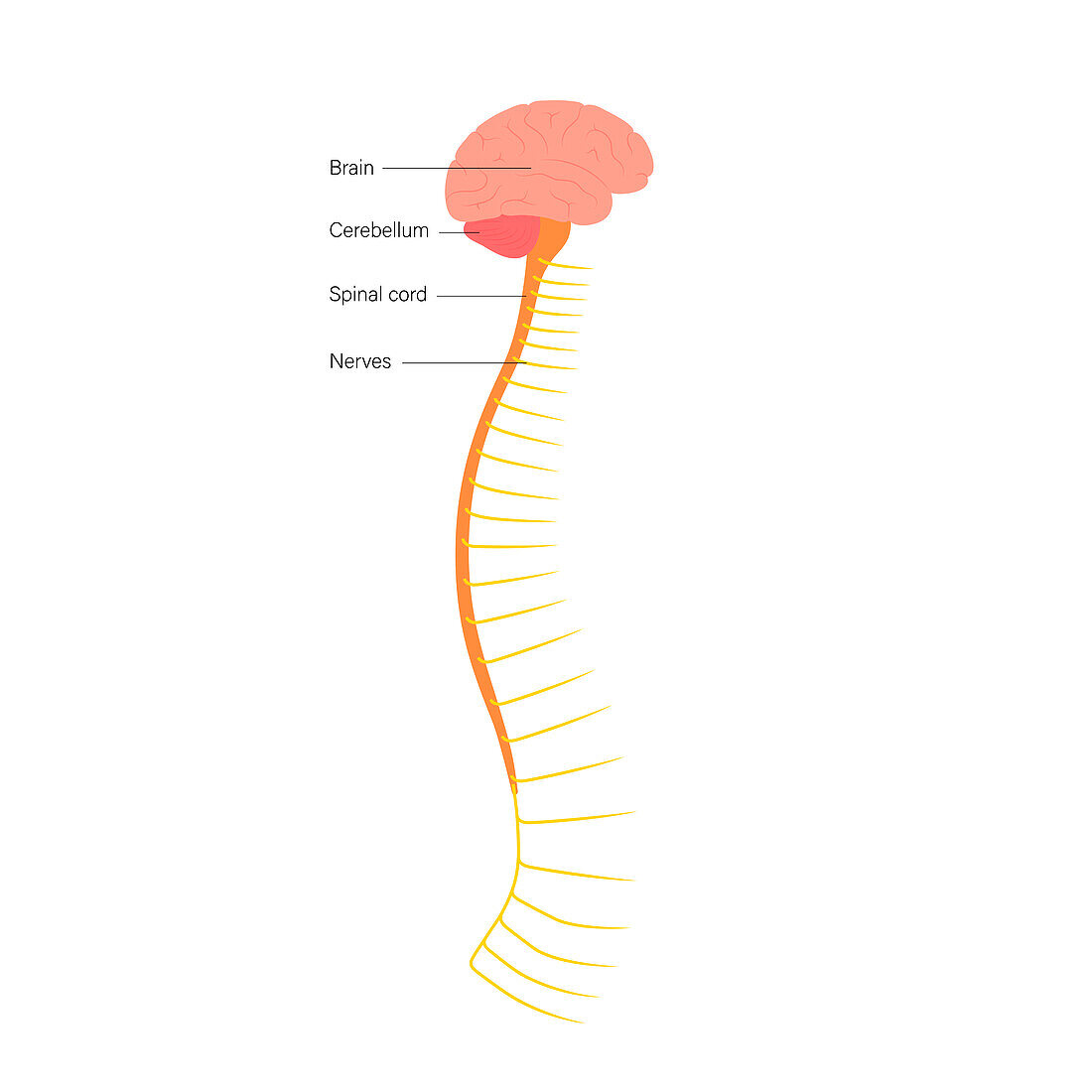 Spinal cord anatomy, illustration