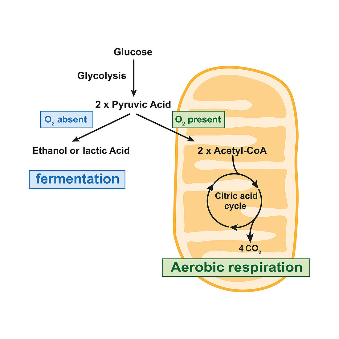 Aerobic respiration and anaerobic fermentation, illustration