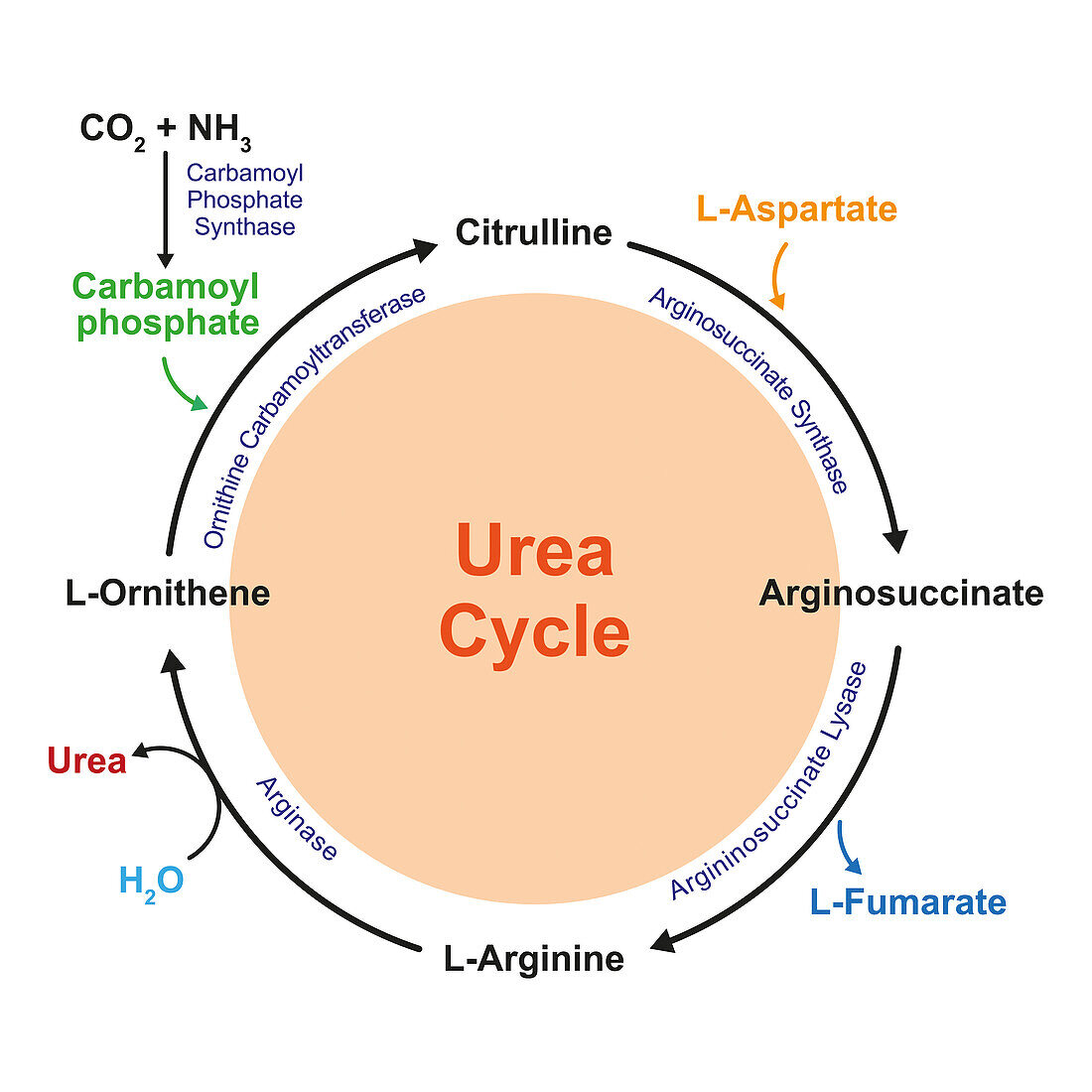 Urea cycle, illustration