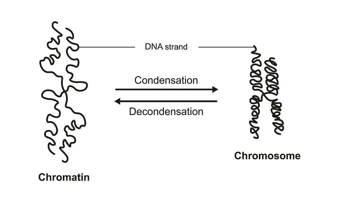 Chromatin condensation and decondensation, illustration