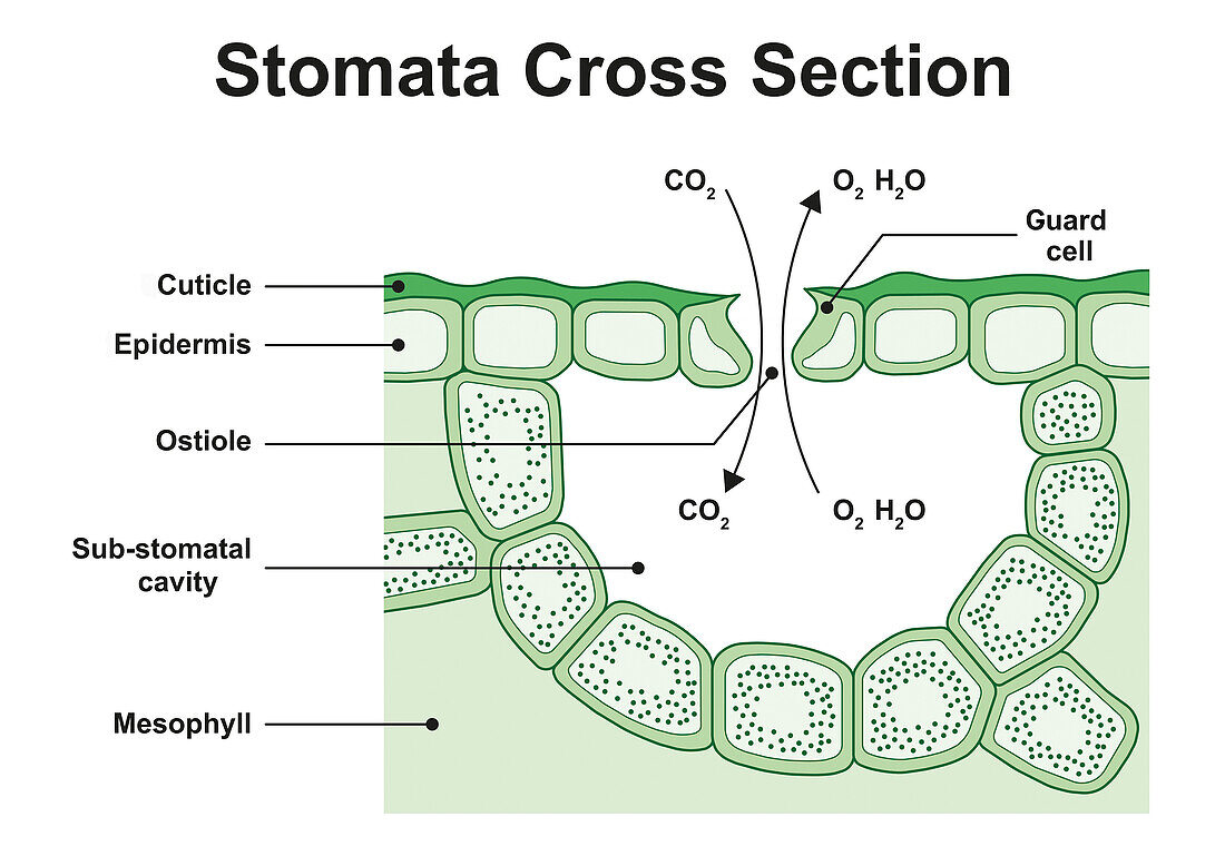 Stoma structure, illustration