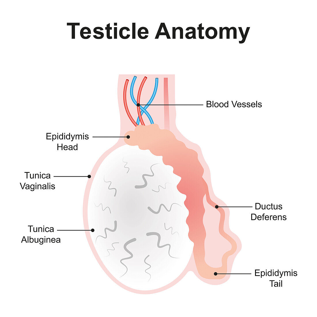 Testicle anatomy, illustration