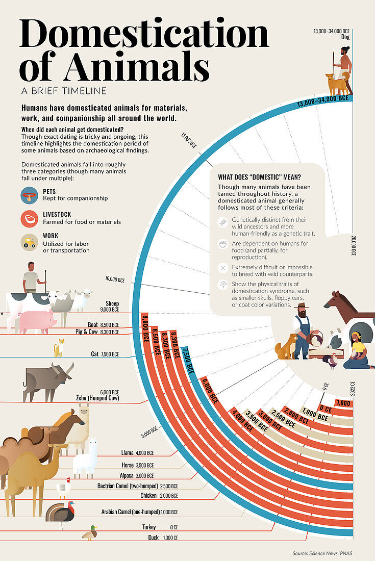 Domestication of animals, illustration