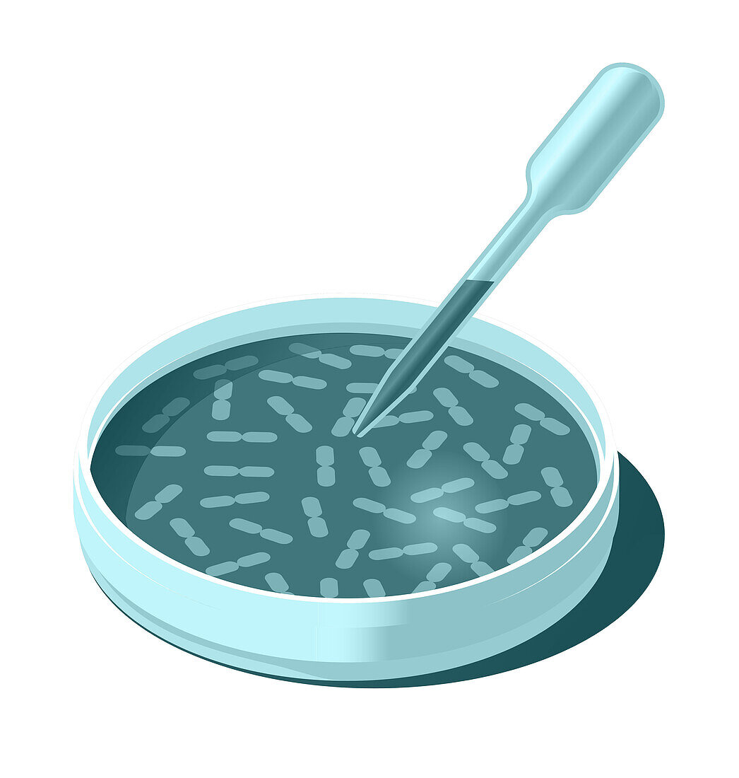 Petri dish and pipette, illustration