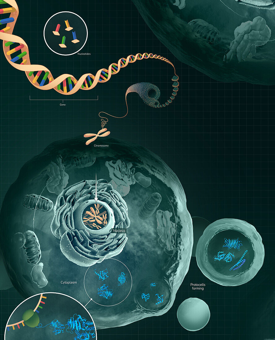 The role of DNA in the cell, illustration